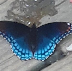 Meet your Posher, Margie